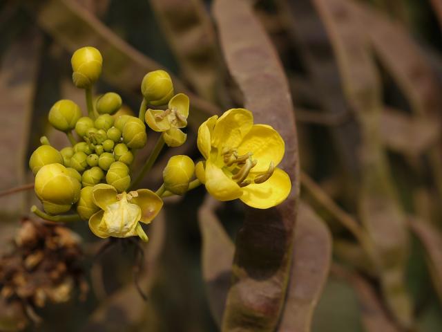 Siamese senna (Senna siamea) flowers, leaves and pods