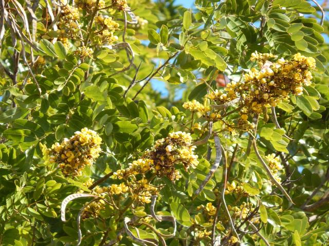 Siamese senna (Senna siamea) flowers, leaves and pods