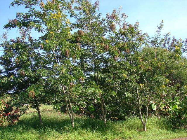 Siamese senna (Senna siamea) tree