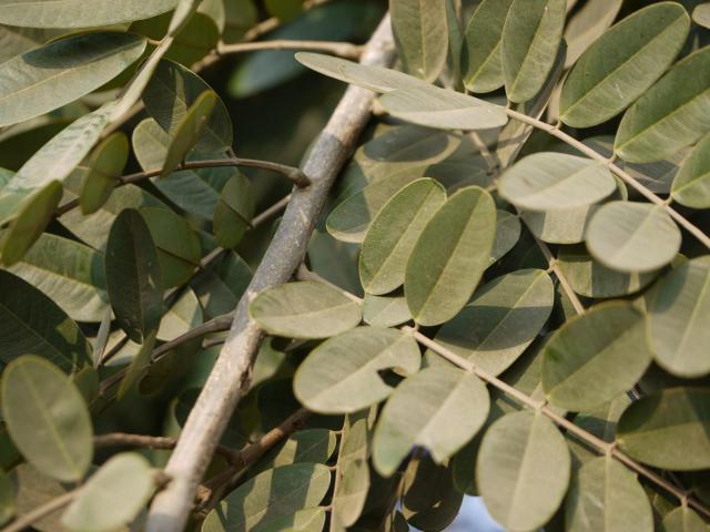 Siamese senna (Senna siamea) leaves