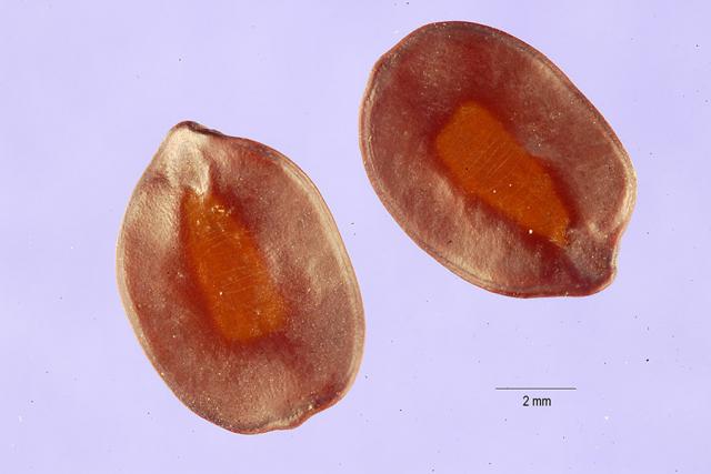 Siamese senna (Senna siamea) seeds