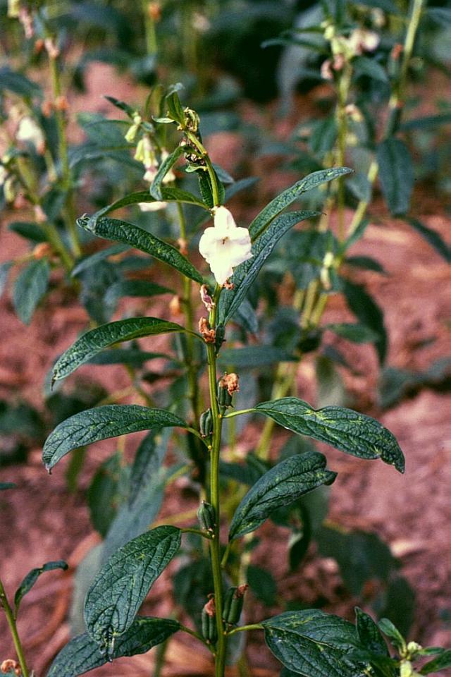 Sesame (Sesamum indicum), whole plant