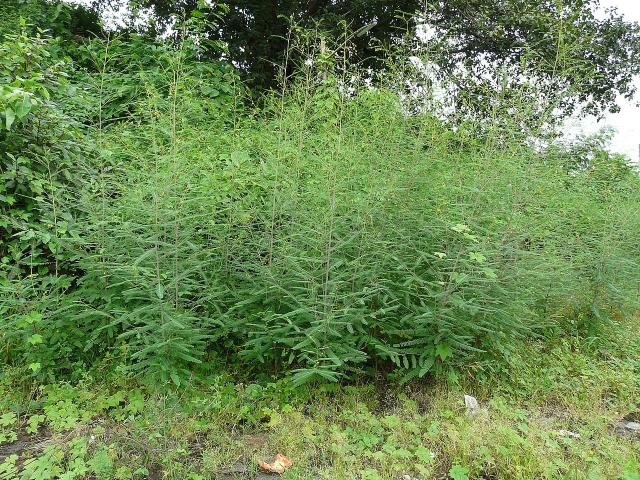 Prickly sesban (Sesbania bispinosa) habit, India