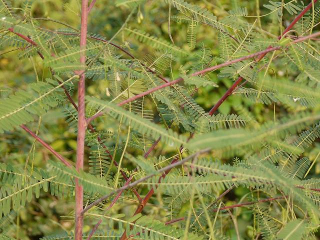 Prickly sesban (Sesbania bispinosa) leaves, India