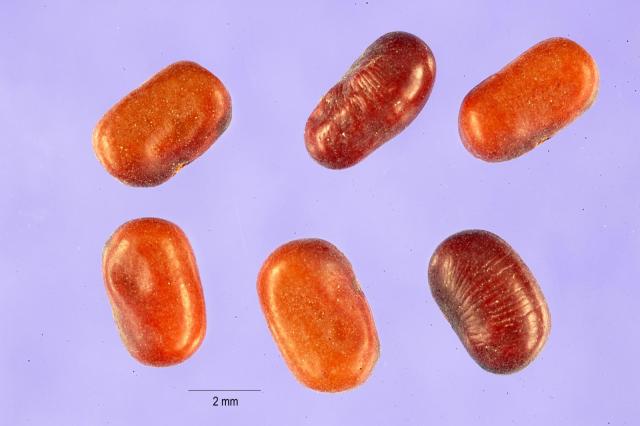 Prickly sesban seeds