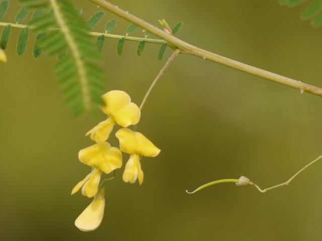 Prickly sesban (Sesbania bispinosa) inflorescence, India