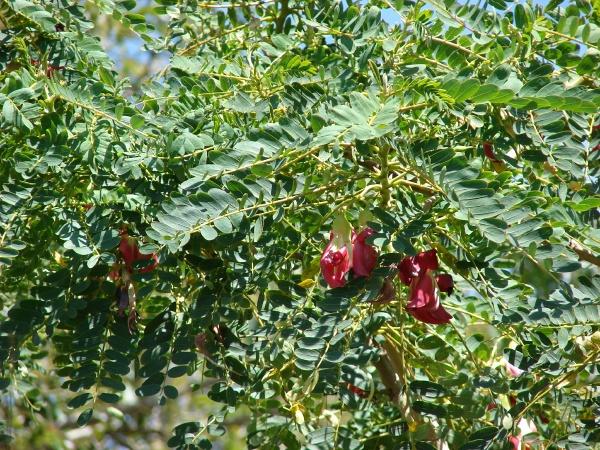 Agati (Sesbania grandiflora), Hawaii