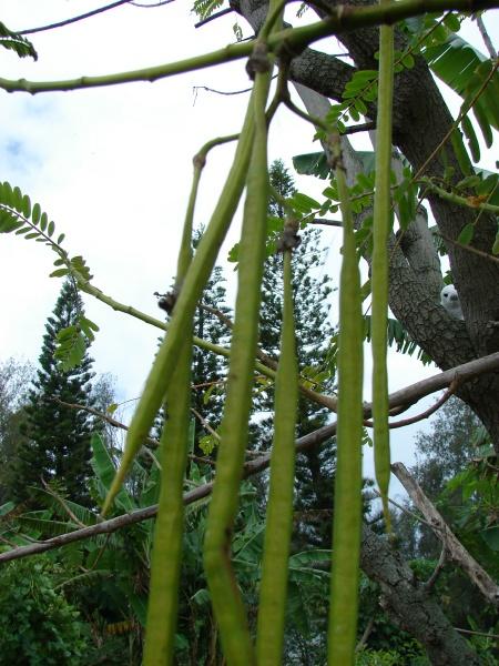 Agati (Sesbania grandiflora) pods, Hawaii