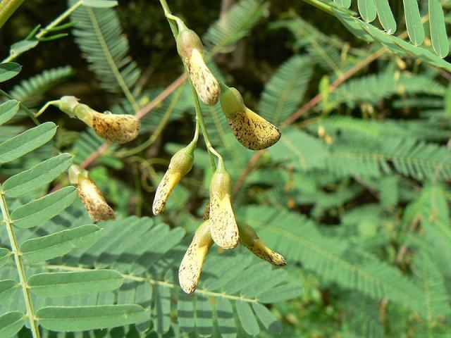 Sesban (Sesbania sesban) flowers, India