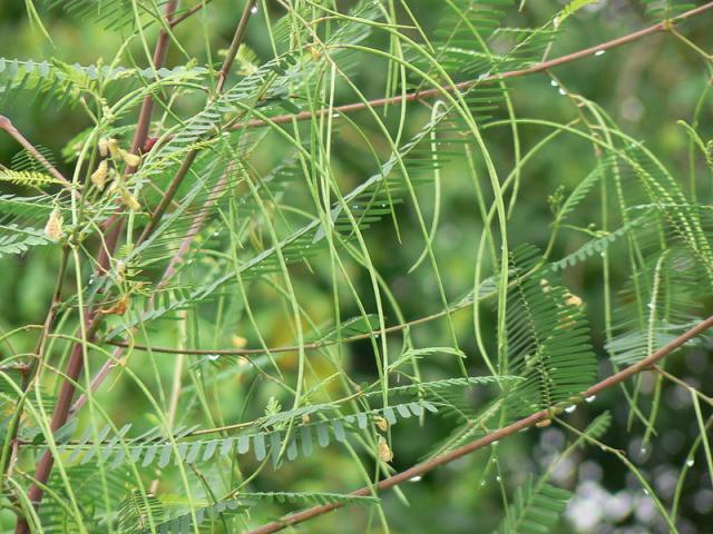 Sesban (Sesbania sesban) foliage, India