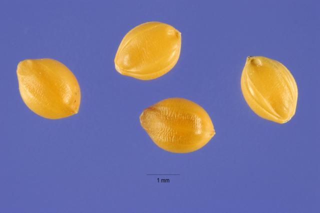 Foxtail millet (Setaria italica) grain