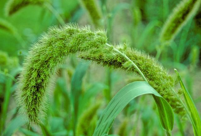 Foxtail millet (Setaria italica L.), spike and foliage