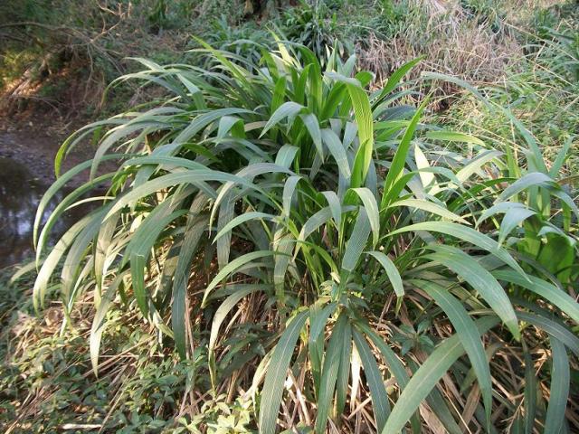 Big-leaf bristle grass (Setaria megaphylla), habit