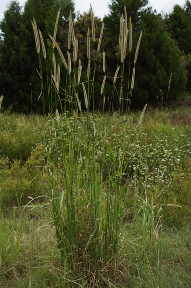 Golden millet (Setaria sphacelata) habit, Australia