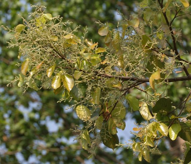 Sal (Shorea robusta), new leaves with flower buds at Jayanti, Duars