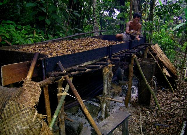 Borneo tallow nuts processed