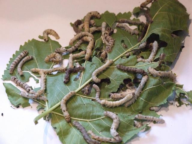Silkworm feeding on white mulberry (Morus alba) leaves