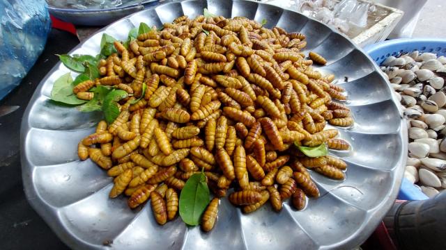 Silkworm pupae