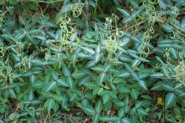 Silverleaf desmodium (Desmodium uncinatum), leaves and pods