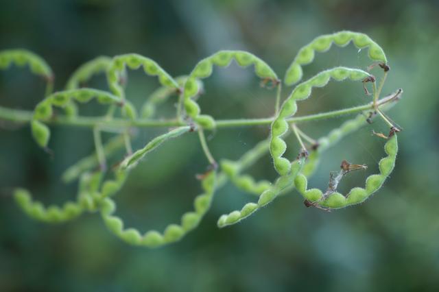 Silverleaf desmodium (Desmodium uncinatum), pods