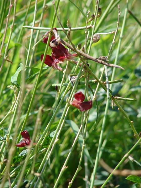 Siratro (Macroptilium atropurpureum) flowers and pods, Hawaii