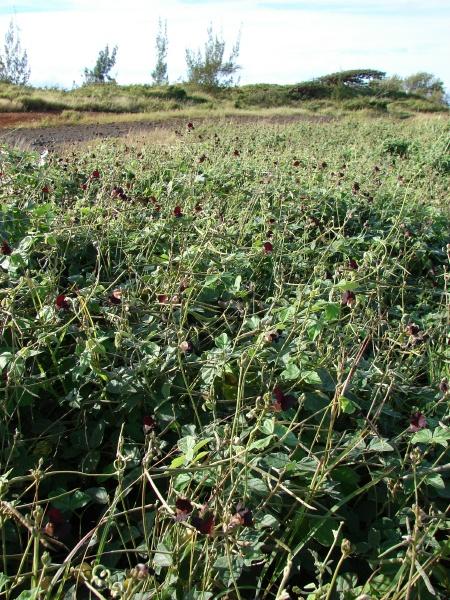 Siratro (Macroptilium atropurpureum) stand, trailing habit, Hawaii