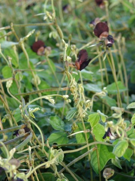 Siratro (Macroptilium atropurpureum) twining vines, Hawaii