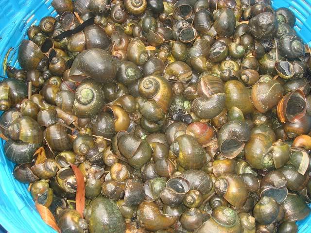 Snails collected on a farm, in the irrigation canals