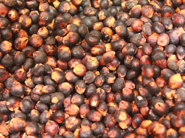 Sorghum grain, red variety