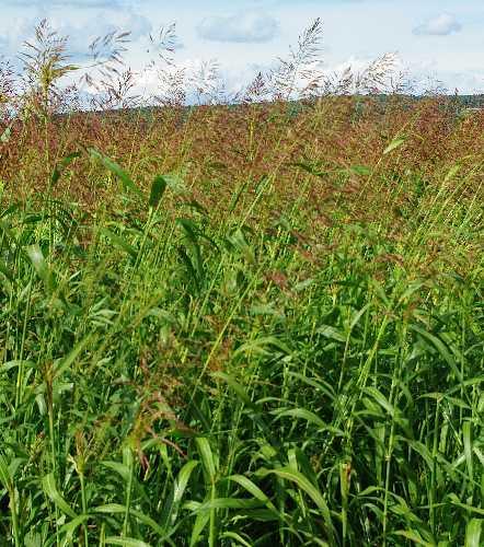 Columbus grass (Sorghum x almum), habit, USA