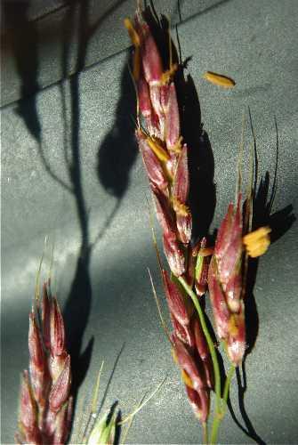 Columbus grass (Sorghum x almum), spike, Wisconsin, USA