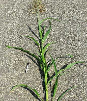 Columbus grass (Sorghum x almum), whole plant, Wisconsin, USA