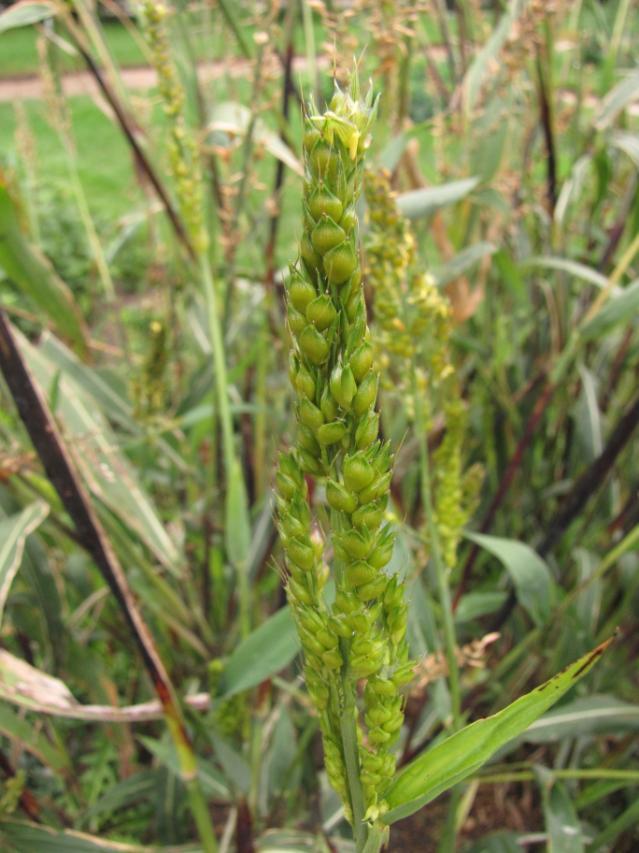 Sorghum spike, immature