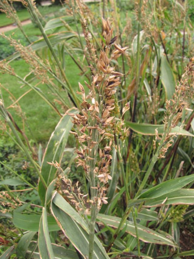 Sorghum spike, mature