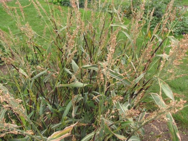 Sorghum plant