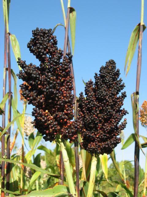 Sorghum, black seeds