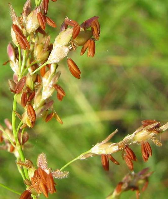 Aleppo grass (Sorghum halepense) flowers, Mississipi, USA