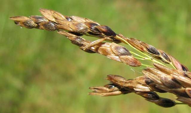 Aleppo grass (Sorghum halepense) panicle, Mississipi, USA