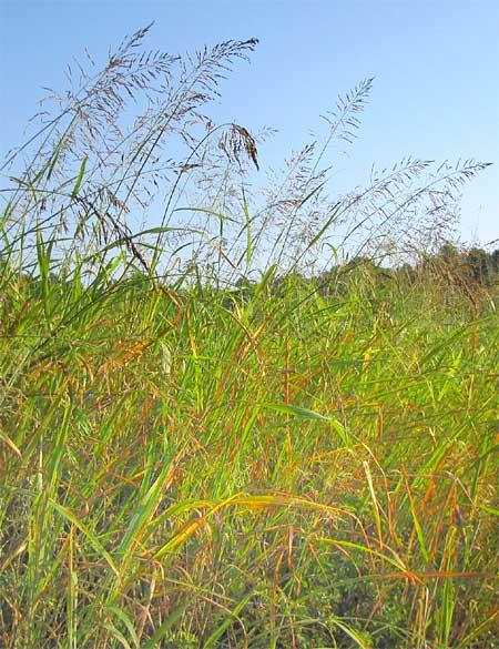 Aleppo grass (Sorghum halepense) thicket,