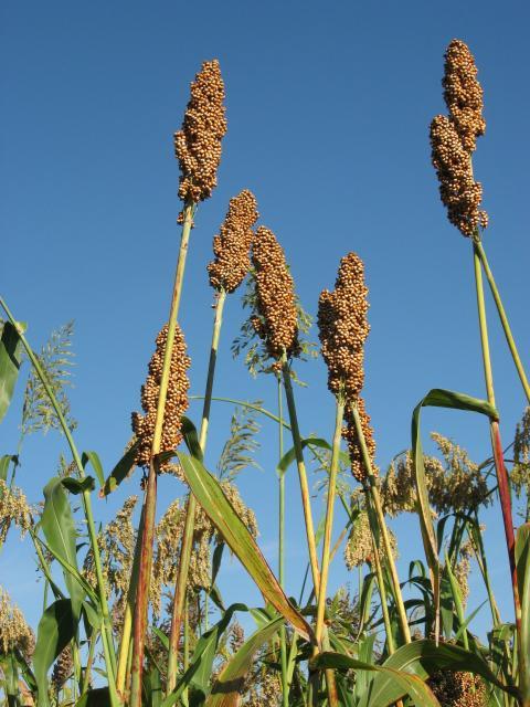 Sorghum panicles