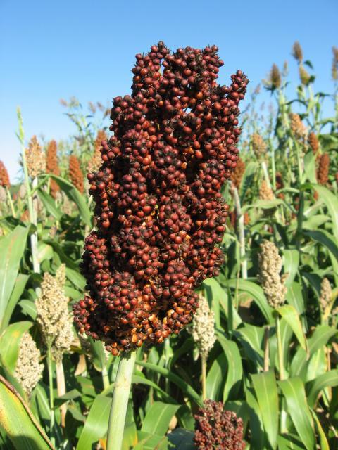 Sorghum, red seeds