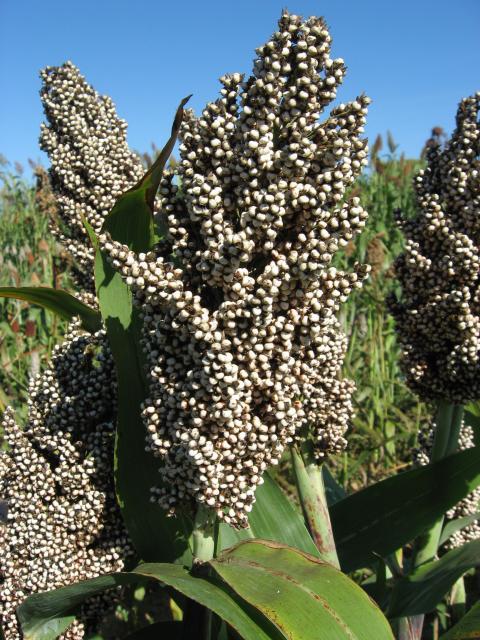 Sorghum, white seeds