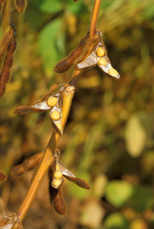 Soybean plant with seeds