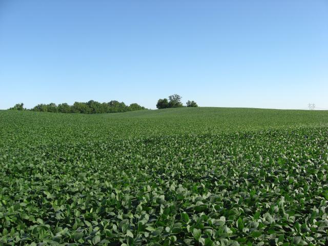 Soybean field, Ohio