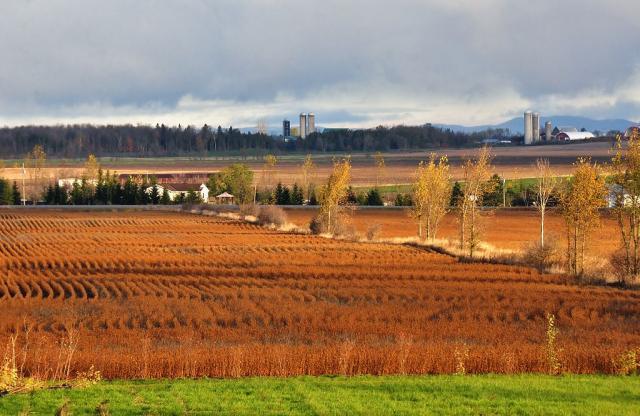 Soybean field, Ontario