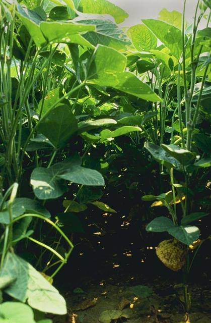 Soybean plants