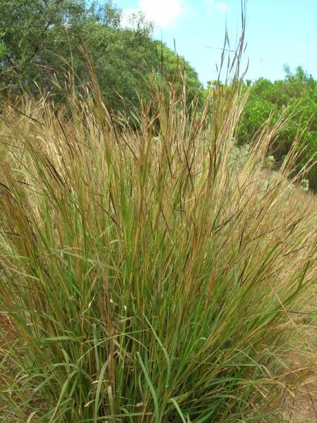 Spear grass (Heteropogon contortus), habit, Maui, Hawaii