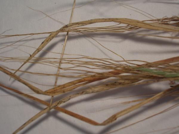 Spear grass (Heteropogon contortus), twisted awns, Maui, Hawaii