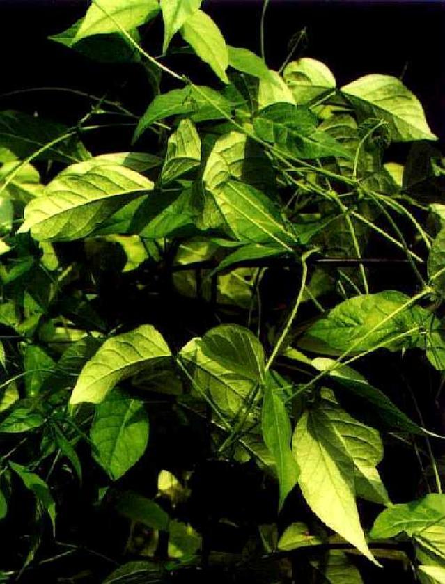 African yam bean (Sphenostylis stenocarpa) foliage