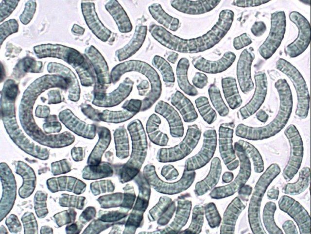 Microscopic view of spiruline powder (Arthrospira spp.)